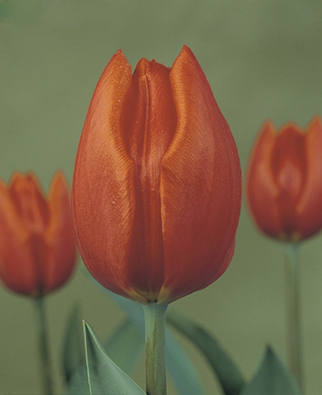 Orange_Cassini  橙色卡西尼